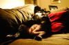 Sacked Out Pup