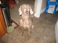 Balko