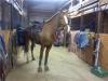 Fred in western tack.