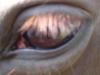 eye balllllllll