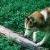 NANOOK
