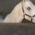 Badr