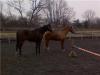 Fred and his thoroughbred buddy. :]