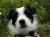 Oreo Walker