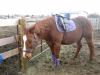Tacking up