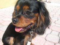 Louis Reginald