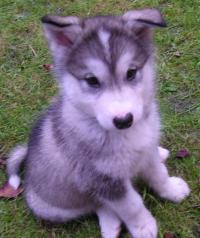 Sakari
