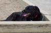 Brisby, Rest in Peace