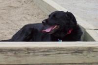 Brisby, Rest in Peace