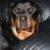 Barron (Bear)