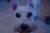 Holly
