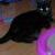 Blackie