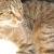 Sherekhan