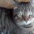 Aristotle (Alfie)