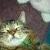 Mouser