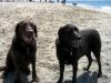 fun at the beach with my pal, stokley
