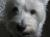 Pippin