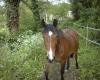 Jandjie with petals in her mane!