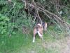 Searching for a rabbit