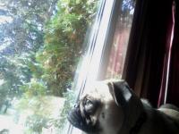 Pugger Bugger