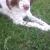 Dottie