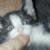 Latest Foster Kitten