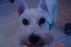 Holly