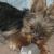 Samson