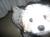 Mylo