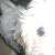 Mylo