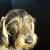 Arthur (Gawain)