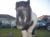 The pony formely know as Prince aka the purple one or love symbol 
