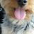 Toby