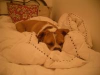 Daisy