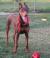 Buddy Wilson Spain
