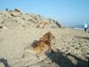 Chip contemplating about life while at the beach