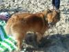 Chip at the Dog Beach