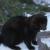 Weasel