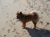 Chip strutting his stuff at the beach