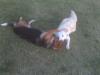 playing with Nova at DP