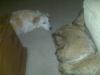 Chili always watches over Roxy... chivalry isn't dead!