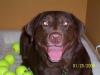 Happy puppy