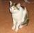 Nong Meow