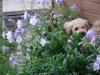 Growing puppies in the garden. Growing puppies in the garden.