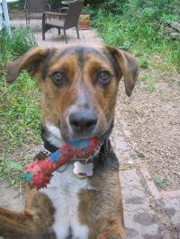 Dog with toy