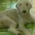 Snoopy