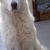 Briar 
