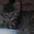 Cleo
