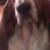 !!MISSING- snoopy- MISSING!!