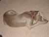 Angel was actually asleep in this position!